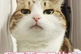 猫咪表情包（4）：奇奇怪怪、可可爱爱图片