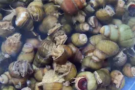 螺蛳养殖需要注意哪些问题图片