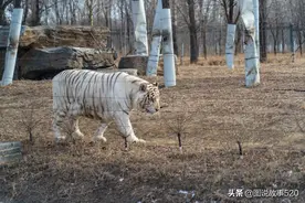 谁“动”了野生动物园里这只白虎的尾巴？有知道真相的吗？图片
