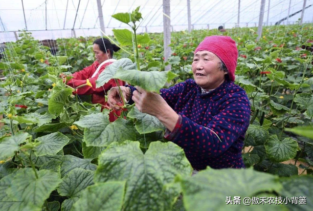 作物上的这3个叶面肥配方，能促长壮棵、增产增收，又能防治病害