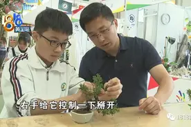 一花一木，指尖绽放艺术图片