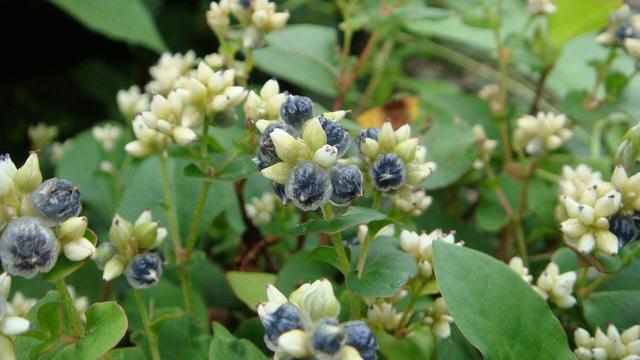 中药材火炭母草根