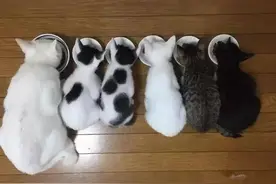 母猫怀孕最后生了5只小猫，看花色主人疑惑：孩子的爹到底是谁？图片