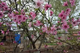 农家小院也遮不住的春光图片