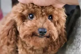 常摸“贵宾犬”这几个部位，它会更爱你图片