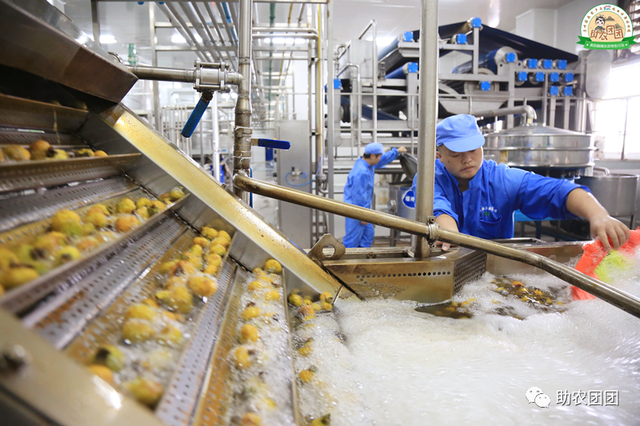 助农团团丨刺梨产业巡礼②：金秋十里沟，硕果满枝头