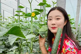 “00后”寿光女孩种菜火了！拍视频分享蔬菜之乡的生活！这样的日子，你羡慕吗图片