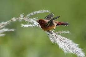 景洪勐宋：又到红梅花雀拍摄季图片