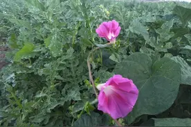 亲身经历：少年时被坏女孩欺负却让我终生难忘（一）图片