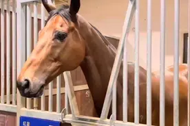 助力粤港澳大湾区建设 广东从化马场开足“马”力图片