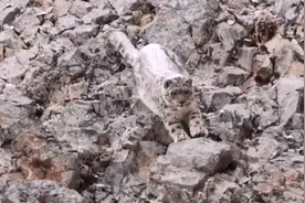 罕见！青藏高原拍到雪豹捕食岩羊珍贵画面图片