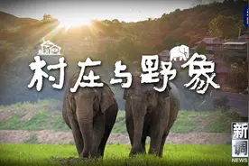 新闻调查丨记者重访25年前备受野象困扰的云南小村庄，看看那里如今的模样图片