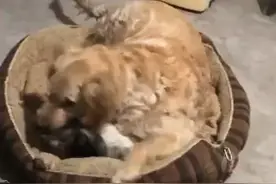 金毛霸占猫窝，猫咪向主人告状，5分钟过去一看笑“疯”图片