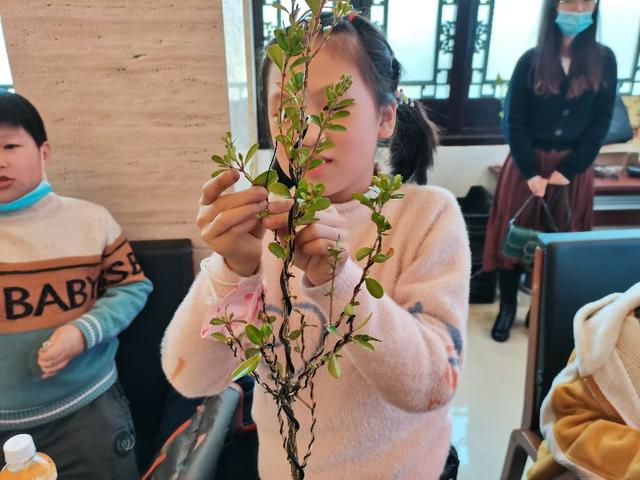 小树苗要调教，盆景大师教我一寸三弯调教小树苗