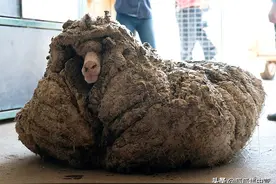 流浪绵羊5年没剪毛，羊毛攒出35公斤，压得绵羊走不动路图片