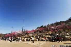 一花独放不是春,百花齐放春满园图片