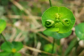 农村的猫眼草，农村娃儿拿它当玩具的野草，如今卖到90元一斤图片