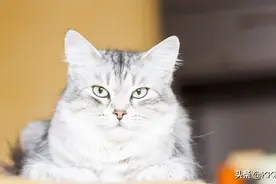 东北猫和山东猫有啥区别？全国各地的猫都有啥地域特性？图片