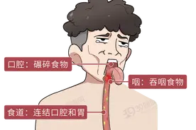 胃为什么会反酸？反酸烧心怎么办？2种方法来调理，难受胃部缓解图片