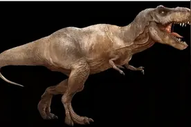 世界十大系列——最大食肉恐龙。 北美最多，我国仅拥有一种图片