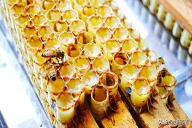 继蜂蜜出口受阻后，蜂王浆出口量也爆减，发生了啥？情况不容乐观图片