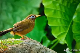 “我太难了”，怎么才能让画眉鸟叫，请看以下攻略图片