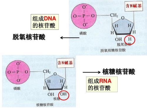 人类基因编辑抵御艾滋事件热点追踪（一）：浅析基因
