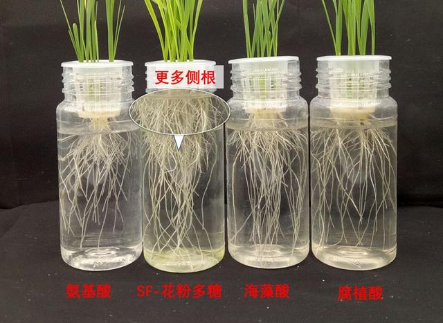 花粉多糖和氨基酸肥哪个才是作物促根首选？听听专家怎么说