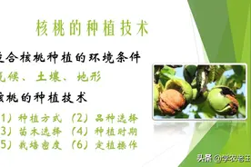 坚果市场越来越好，核桃前景广阔！如何种植？定产丰收并不难图片
