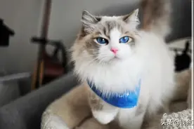 「猫绝育手术」需要注意的问题，和医院常见的坑人套路，非常详细图片