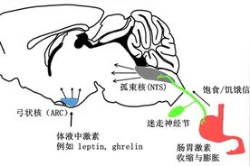 想吃的念头从哪来？肠胃和大脑商量好了图片