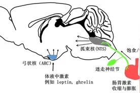 想吃的念头从哪来？肠胃和大脑商量好了图片