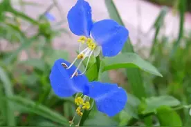 鸭跖草：乡野间的蓝色小蝴蝶，你见过吗？最风雅的野花之一！图片
