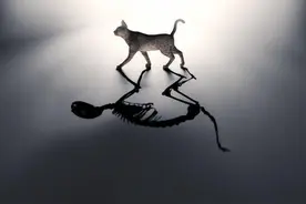 薛定谔的猫-量子力学中最受欢迎、被误解的宠物图片