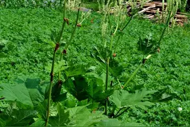 抗癌中草药六：大黄图片