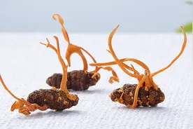 你所不知道的“蛹虫草”图片