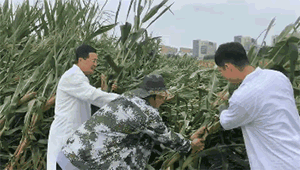 ​台风一个接一个，玉米倒伏怎么办？图片