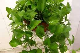 绿萝营养不良，有点黄叶怎么办？用它，掌握住方法，养得绿油油图片