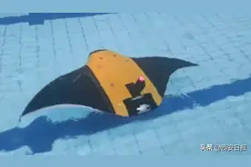 快看！西工大的“魔鬼鱼”长大了！将来还会“长”出“耳朵”和“眼睛”群游四海图片