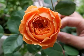 月季花在冬季就要狠剪成棒棒糖，开春直接爆粗笋图片