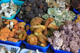 吃野生菌看见精灵小人，云南人拿命在吃的菌子，到底好在哪儿？图片