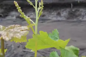 葡萄花穗弱，飞穗，没花，枝条细弱，这是怎么回事？图片