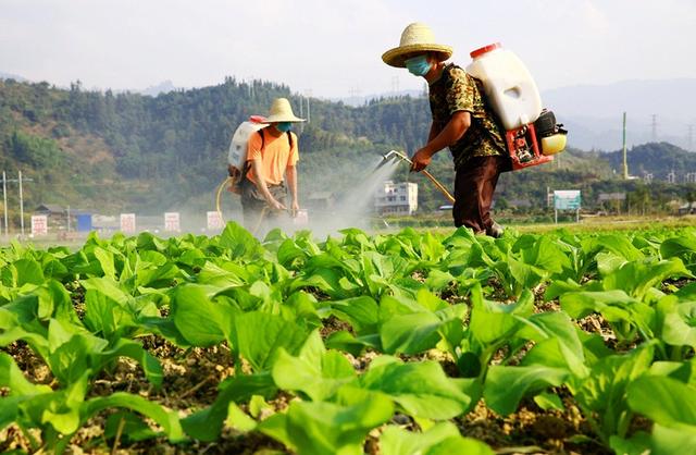 自己就能配制的氨基酸叶面肥，产量翻倍