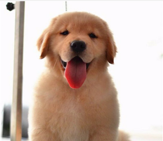 金毛不听话能不能打？怎么训？来看一下吧