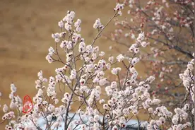 朔州：长城脚下杏花香 杏林深处小康家图片