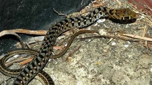 1983年蛇灾前因后果：特大洪水让蛇无家可归，居民以为有天灾发生