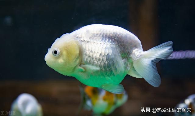 金鱼鳞片掉了露肉