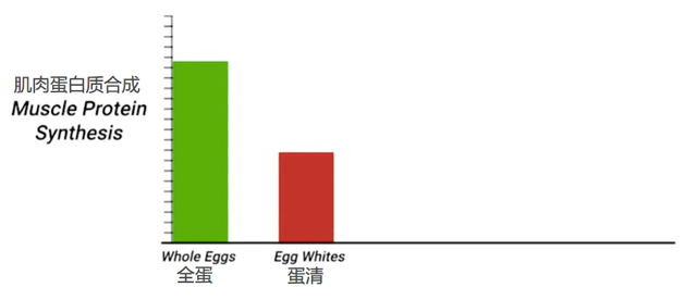 解析｜同样是蛋白质，哪种蛋白质食材对于肌肉生长来说效率最高？