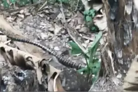 玉溪市民上山拾菌遇4米大蛇，让人瑟瑟发抖图片