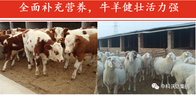 鐩婄珛鍋ワ紙鐗涚緤涓撶敤锛夆€斾腑绉戞矁杈句腑鑽椿鑿屽彂閰点€侀槻鐥呮姉鐥呬績鐢熼暱